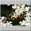 Tenthredo cf marginella~thomsoni - Blattwespe 02a Paarung.jpg